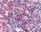 Histamine Receptor H4 antibody, NLS1901, Novus Biologicals, Immunohistochemistry paraffin image 