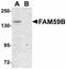 Protein FAM59B antibody, orb89848, Biorbyt, Western Blot image 