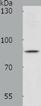Ankyrin Repeat Domain 28 antibody, TA322355, Origene, Western Blot image 