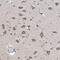 Centrosomal Protein 128 antibody, PA5-53819, Invitrogen Antibodies, Immunohistochemistry frozen image 
