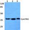 Cysteinyl Leukotriene Receptor 2 antibody, PA5-75328, Invitrogen Antibodies, Western Blot image 