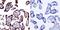 Cytohesin 1 antibody, MA1-062, Invitrogen Antibodies, Immunohistochemistry frozen image 