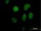 TATA-Box Binding Protein Associated Factor 5 Like antibody, H00027097-B01P, Novus Biologicals, Immunocytochemistry image 