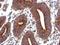 Vitronectin antibody, NBP2-20866, Novus Biologicals, Immunohistochemistry frozen image 