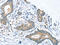 Slit homolog 2 protein antibody, CSB-PA136864, Cusabio, Immunohistochemistry frozen image 
