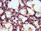 Tankyrase 1 Binding Protein 1 antibody, LS-C672141, Lifespan Biosciences, Immunohistochemistry paraffin image 