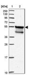 Sphingosine-1-Phosphate Phosphatase 1 antibody, NBP2-13303, Novus Biologicals, Western Blot image 