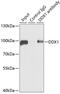 DEAD-Box Helicase 1 antibody, GTX33149, GeneTex, Immunoprecipitation image 