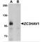 Zinc Finger CCCH-Type Containing, Antiviral 1 antibody, MBS151558, MyBioSource, Western Blot image 