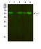 Arginine Vasopressin Receptor 2 antibody, STJ99319, St John