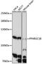 Peroxisome proliferator-activated receptor gamma coactivator 1-beta antibody, 16-896, ProSci, Western Blot image 