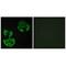 MAP kinase-activating death domain protein antibody, A02030, Boster Biological Technology, Immunofluorescence image 