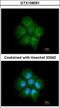 Tankyrase 1 Binding Protein 1 antibody, GTX108091, GeneTex, Immunofluorescence image 