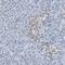 Polycomb group RING finger protein 1 antibody, HPA011356, Atlas Antibodies, Immunohistochemistry frozen image 