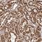 Coiled-Coil Domain Containing 190 antibody, HPA028584, Atlas Antibodies, Immunohistochemistry frozen image 