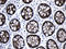 Villin 1 antibody, UM800122CF, Origene, Immunohistochemistry frozen image 