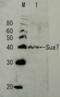 General Transcription Factor IIB antibody, 62-009, BioAcademia Inc, Western Blot image 