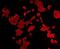 MYCN Proto-Oncogene, BHLH Transcription Factor antibody, orb154068, Biorbyt, Immunofluorescence image 