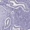 Microseminoprotein Beta antibody, HPA051257, Atlas Antibodies, Immunohistochemistry frozen image 