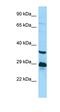 Trace Amine Associated Receptor 6 antibody, orb326537, Biorbyt, Western Blot image 