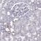 LIM Homeobox 1 antibody, HPA073521, Atlas Antibodies, Immunohistochemistry frozen image 