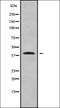 Protein Wnt-7b antibody, orb337838, Biorbyt, Western Blot image 