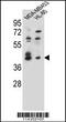 SRY-Box 3 antibody, 55-852, ProSci, Western Blot image 