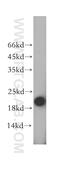 Mitochondrial Ribosomal Protein S28 antibody, 16378-1-AP, Proteintech Group, Western Blot image 