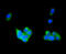 RAB4A, Member RAS Oncogene Family antibody, 13-930, ProSci, Immunofluorescence image 