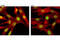 Akt antibody, 5186S, Cell Signaling Technology, Immunofluorescence image 