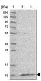 Mitochondrial Ribosomal Protein L36 antibody, PA5-61474, Invitrogen Antibodies, Western Blot image 