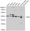 NudE Neurodevelopment Protein 1 antibody, 22-709, ProSci, Western Blot image 