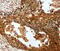Pentraxin-related protein PTX3 antibody, MBS2517798, MyBioSource, Immunohistochemistry paraffin image 