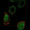 Motile sperm domain-containing protein 3 antibody, HPA048240, Atlas Antibodies, Immunocytochemistry image 
