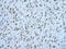 Heterogeneous nuclear ribonucleoprotein D-like antibody, ARP40585_T100, Aviva Systems Biology, Immunohistochemistry paraffin image 