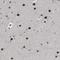 Solute Carrier Family 29 Member 2 antibody, HPA018168, Atlas Antibodies, Immunohistochemistry frozen image 