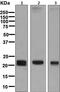 Claudin 5 antibody, ab131259, Abcam, Western Blot image 