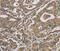Importin 7 antibody, MBS2519181, MyBioSource, Immunohistochemistry paraffin image 