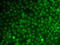 Growth arrest and DNA damage-inducible protein GADD45 alpha antibody, LS-B14869, Lifespan Biosciences, Immunofluorescence image 