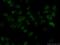Paired Box 6 antibody, 12323-1-AP, Proteintech Group, Immunofluorescence image 