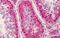 Nanos C2HC-Type Zinc Finger 3 antibody, MBS243792, MyBioSource, Immunohistochemistry frozen image 