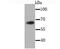 Chromatin Licensing And DNA Replication Factor 1 antibody, NBP2-66768, Novus Biologicals, Western Blot image 