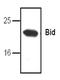 BH3 Interacting Domain Death Agonist antibody, AP00056PU-N, Origene, Western Blot image 