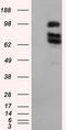 X-Ray Repair Cross Complementing 1 antibody, LS-C114945, Lifespan Biosciences, Western Blot image 