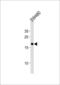 Ribosomal Protein L29 antibody, LS-C204004, Lifespan Biosciences, Western Blot image 