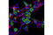 His tag antibody, 14930S, Cell Signaling Technology, Immunocytochemistry image 