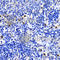Annexin A1 antibody, A1118, ABclonal Technology, Immunohistochemistry paraffin image 