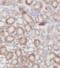 Galactosidase Alpha antibody, FNab00330, FineTest, Immunohistochemistry frozen image 