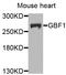 GBF1 antibody, A8468, ABclonal Technology, Western Blot image 