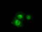 Serine Racemase antibody, TA501007, Origene, Immunofluorescence image 
